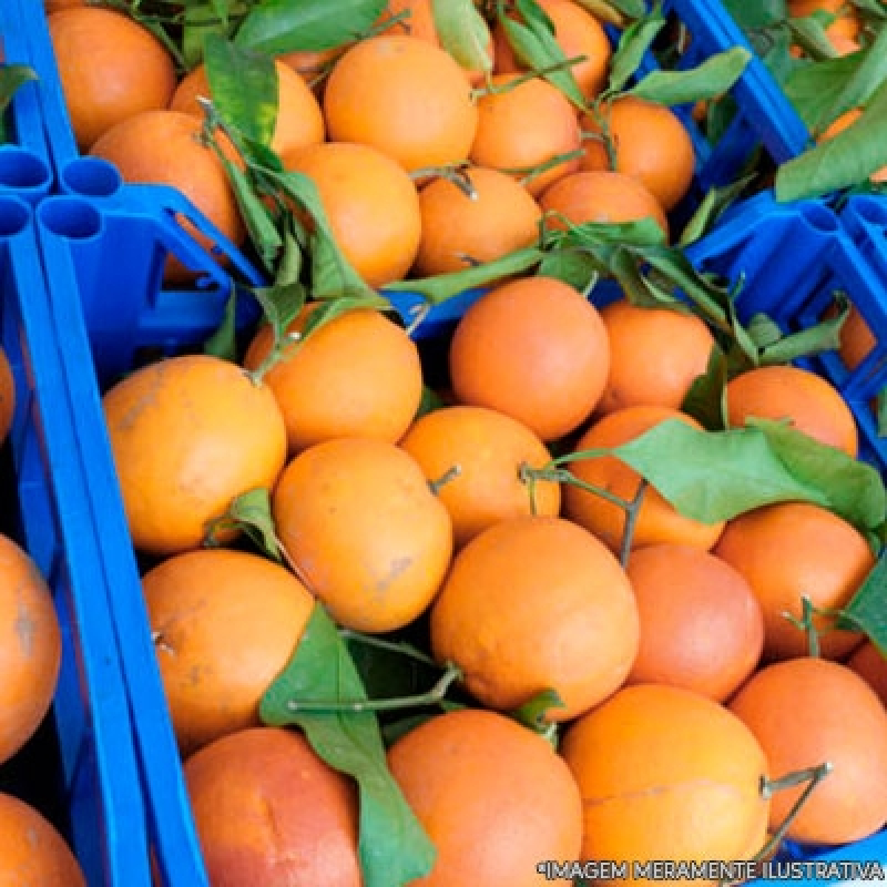 Fornecedor de Frutas de Escritório Mandaqui - Fornecedor de Frutas