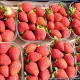 onde encontro fornecedores de frutas frescas Jardim Everest